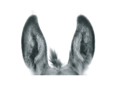 Donkey Ears